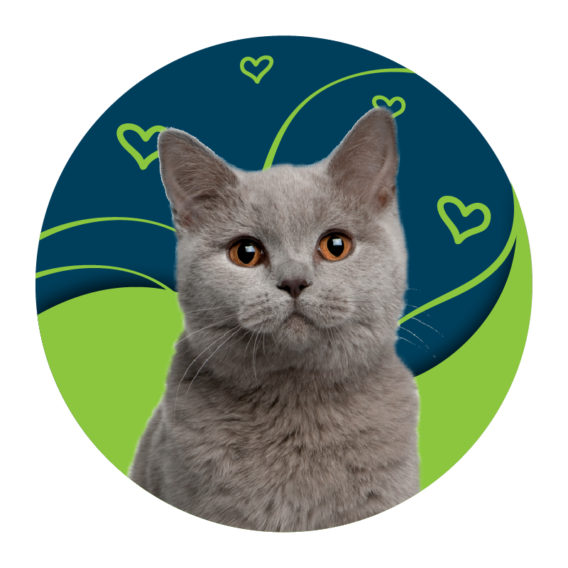 gato